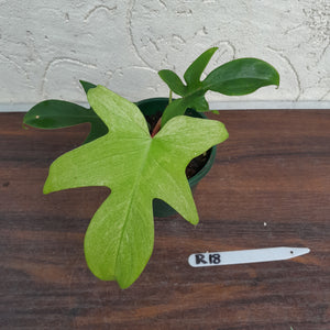 #R18 Philodendron Florida Ghost - Non TC
