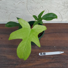 Load image into Gallery viewer, #R18 Philodendron Florida Ghost - Non TC