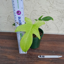 Load image into Gallery viewer, #R18 Philodendron Florida Ghost - Non TC