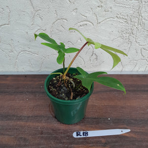 #R18 Philodendron Florida Ghost - Non TC