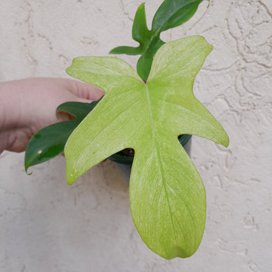 #R18 Philodendron Florida Ghost - Non TC