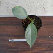 Load image into Gallery viewer, #R37 Variegated Philodendron Silver Sword