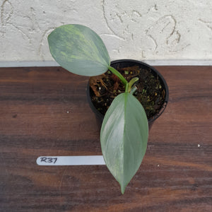#R37 Variegated Philodendron Silver Sword