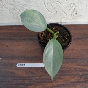 #R37 Variegated Philodendron Silver Sword
