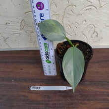 Load image into Gallery viewer, #R37 Variegated Philodendron Silver Sword
