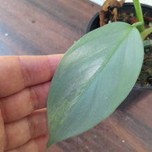 Load image into Gallery viewer, #R37 Variegated Philodendron Silver Sword