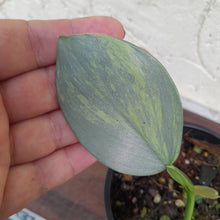 Load image into Gallery viewer, #R37 Variegated Philodendron Silver Sword