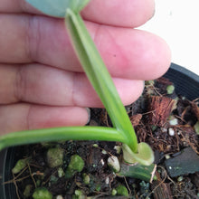 Load image into Gallery viewer, #R37 Variegated Philodendron Silver Sword