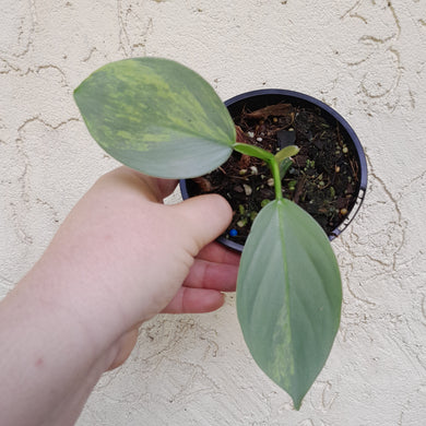 #R37 Variegated Philodendron Silver Sword