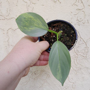 #R37 Variegated Philodendron Silver Sword