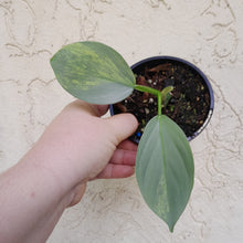 Load image into Gallery viewer, #R37 Variegated Philodendron Silver Sword