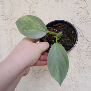 #R37 Variegated Philodendron Silver Sword