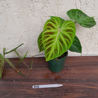 #R13 Philodendron Verrucosum