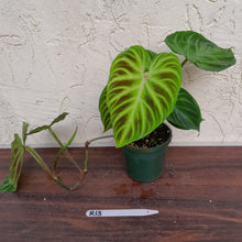 Load image into Gallery viewer, #R13 Philodendron Verrucosum