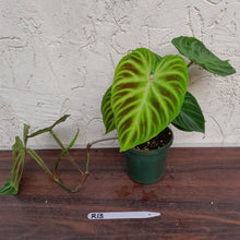 Load image into Gallery viewer, #R13 Philodendron Verrucosum
