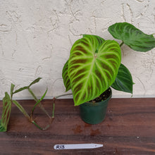 Load image into Gallery viewer, #R13 Philodendron Verrucosum