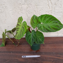 Load image into Gallery viewer, #R13 Philodendron Verrucosum