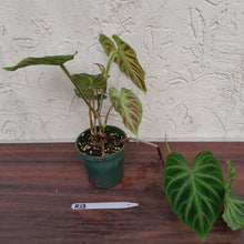 Load image into Gallery viewer, #R13 Philodendron Verrucosum