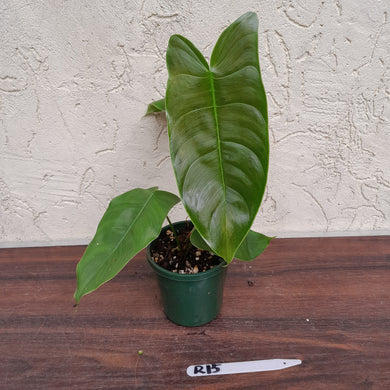 #R15 Philodendron Sharoniae