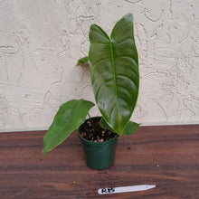 Load image into Gallery viewer, #R15 Philodendron Sharoniae