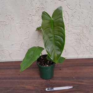 #R15 Philodendron Sharoniae