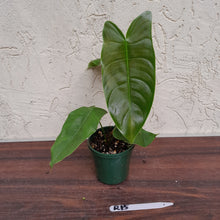 Load image into Gallery viewer, #R15 Philodendron Sharoniae