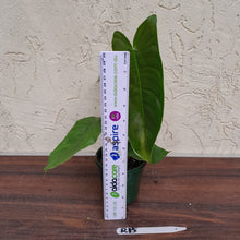 Load image into Gallery viewer, #R15 Philodendron Sharoniae