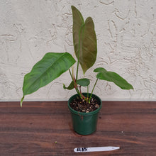 Load image into Gallery viewer, #R15 Philodendron Sharoniae