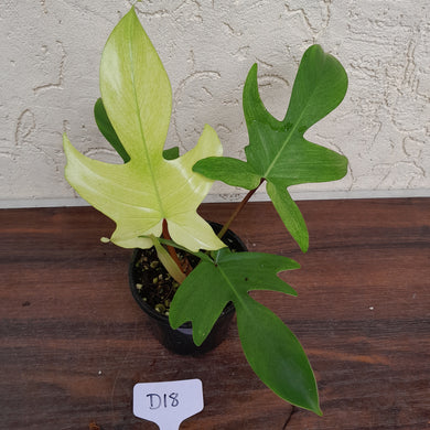 #D18 Philodendron Florida Ghost - Non TC
