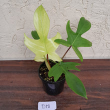 Load image into Gallery viewer, #D18 Philodendron Florida Ghost - Non TC