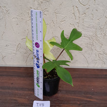 Load image into Gallery viewer, #D18 Philodendron Florida Ghost - Non TC