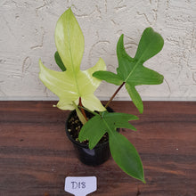 Load image into Gallery viewer, #D18 Philodendron Florida Ghost - Non TC