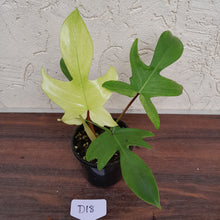 Load image into Gallery viewer, #D18 Philodendron Florida Ghost - Non TC