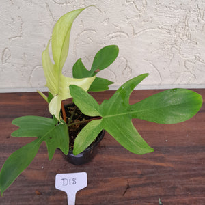 #D18 Philodendron Florida Ghost - Non TC