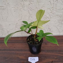 Load image into Gallery viewer, #D18 Philodendron Florida Ghost - Non TC