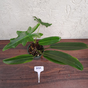 #R39 Philodendron Callosum