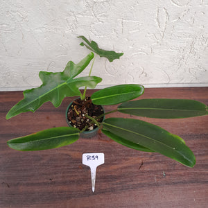 #R39 Philodendron Callosum