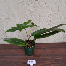 Load image into Gallery viewer, #R39 Philodendron Callosum