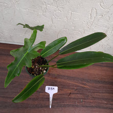 Load image into Gallery viewer, #R39 Philodendron Callosum