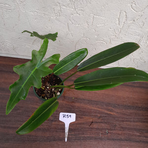 #R39 Philodendron Callosum