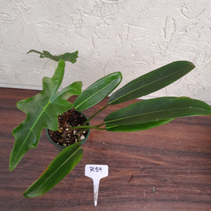 #R39 Philodendron Callosum