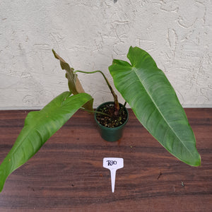 #R30 Philodendron Sharoniae
