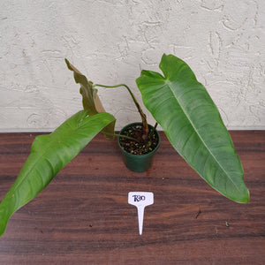 #R30 Philodendron Sharoniae