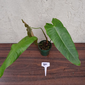 #R30 Philodendron Sharoniae