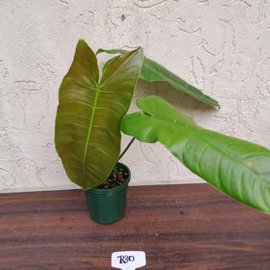#R30 Philodendron Sharoniae