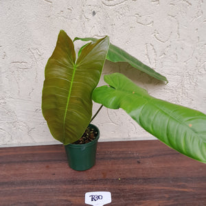 #R30 Philodendron Sharoniae