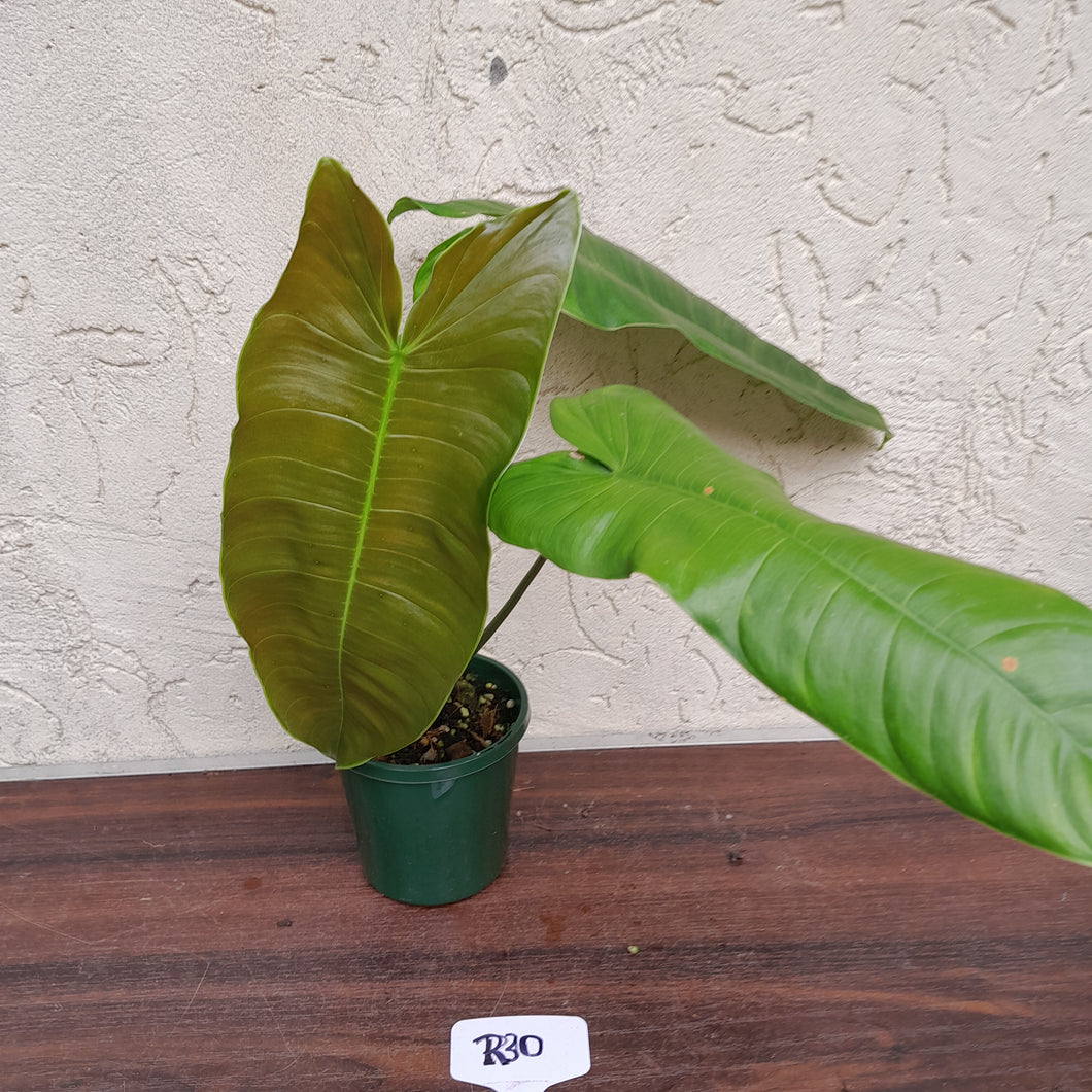 #R30 Philodendron Sharoniae