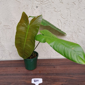 #R30 Philodendron Sharoniae