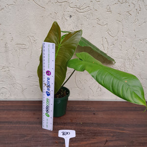 #R30 Philodendron Sharoniae