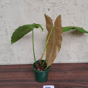 #R30 Philodendron Sharoniae